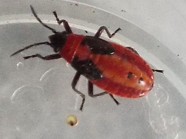 Ninfa d iLygaeus creticus